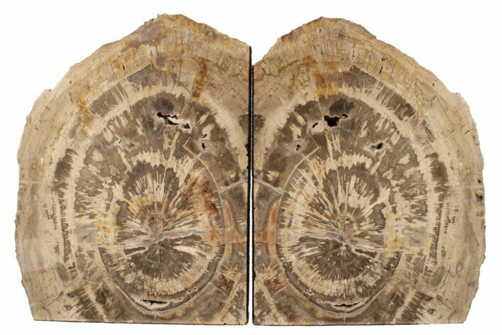 Brown, Petrified Wood (Araucarioxylon) Bookends - Arizona #199159